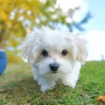hydrocephalus-in-dogs-scaled-1