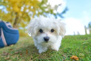 Faces like these are examples of why I created Happy Dog Days