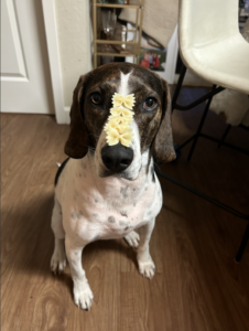 Rescue Dog Olive